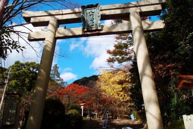 福井県「金崎宮」の紅葉の画像