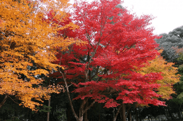 福井県「妙楽寺」の」紅葉の画像
