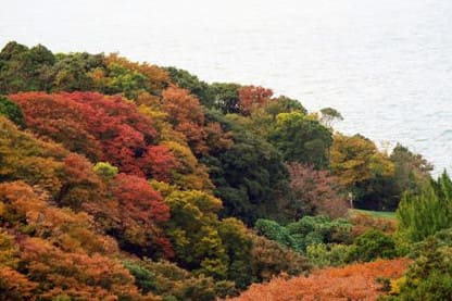 福井県「越前岬」の紅葉