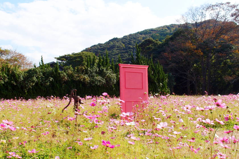 福井・高浜町 コスモス畑の「どこでもドア」はまだ見れる！ 駐車場の場所と徒歩ルート案内付き！ 【ちょいネタ】