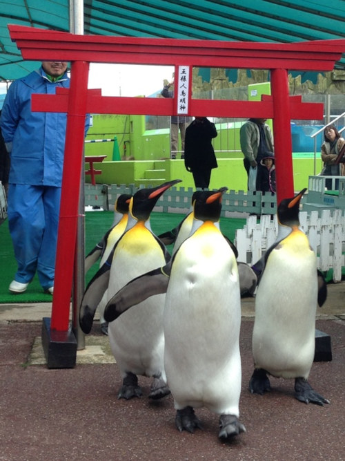ペンギンの初詣！！
