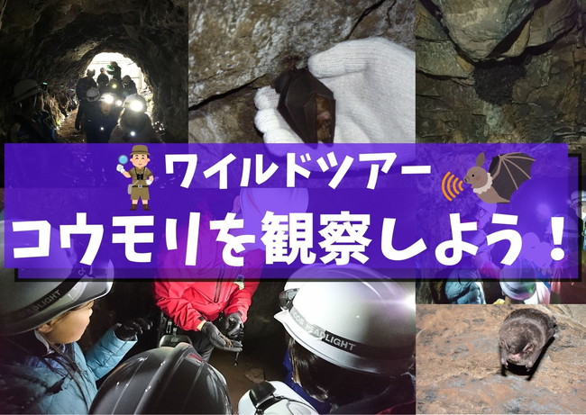 【3/28(月)】ワイルドツアー　隧道探検＋コウモリに会いに行こう！ メイン画像