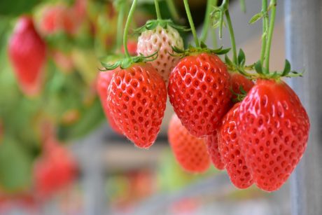 ★受付終了★【2022春爛漫プレゼント】加賀フルーツランドから「いちご狩り ペアチケット」を5名様にプレゼント！