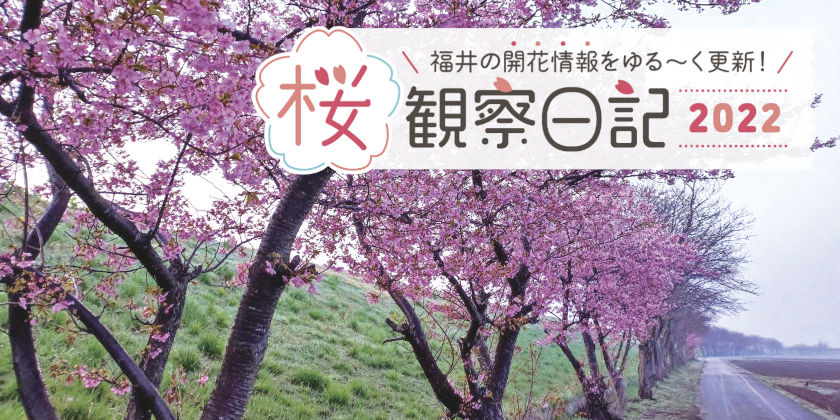 【2022年3月25日更新・嶺北編】福井県内各地の桜の開花状況をお伝えします！ ～桜観察日記2022＜1＞～