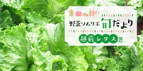 シャキシャキ♪ フレッシュでジューシーな越前レタス【野菜ソムリエ旬だより】