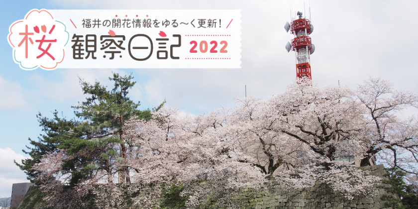 【2022年4月5日更新・番外編】見ごろスポットをピックアップ♪ 福井県内の桜の開花状況をお伝えします！ 桜観察日記2022＜3＞