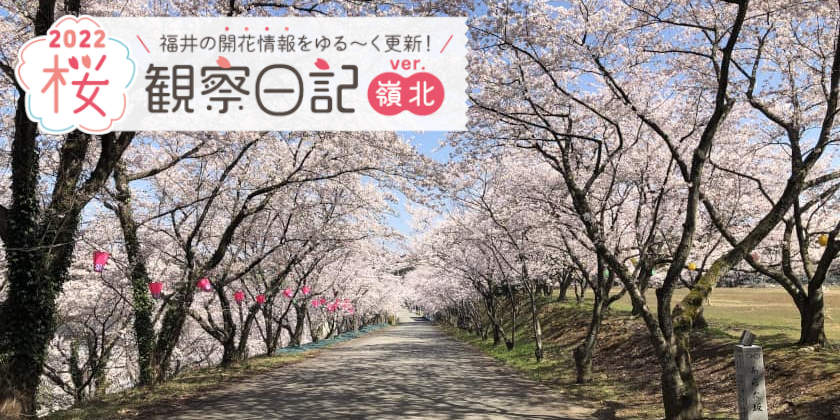 【2022年4月8日更新・嶺北編】福井県内各地の桜の開花状況をお伝えします！ 桜観察日記2022＜4＞