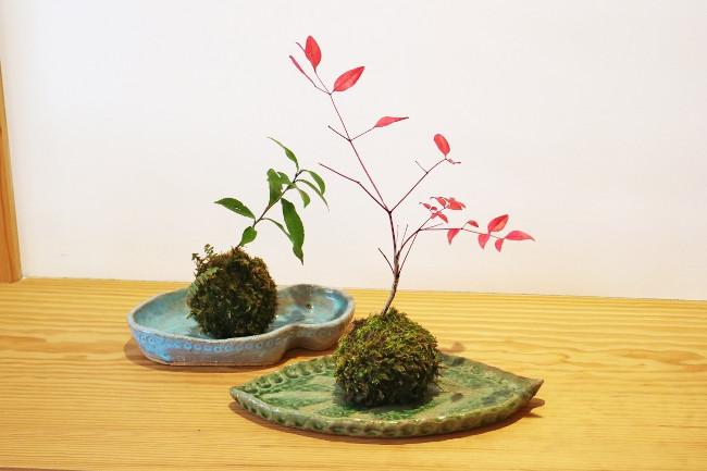 越前焼で楽しむ苔玉「苔玉の皿を作ろう」 メイン画像