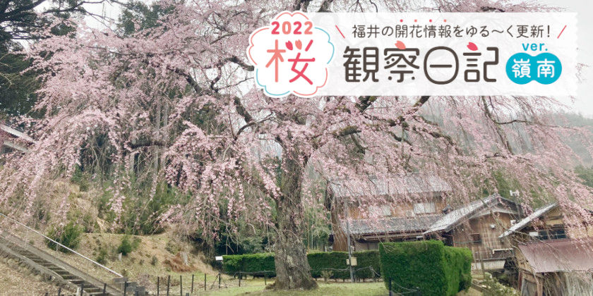 【2022年4月1日更新・嶺南編】福井県内各地の桜の開花状況をお伝えします！桜観察日記2022＜2＞