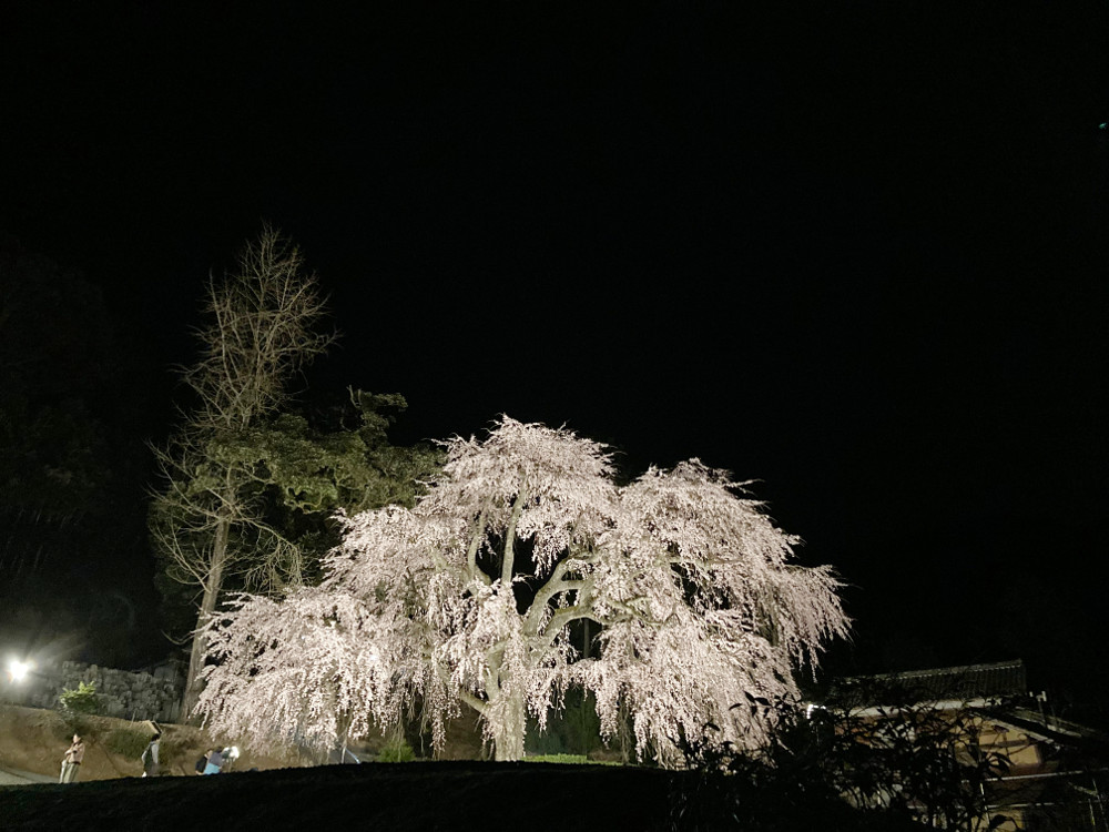 【速報！】小浜市の妙祐寺の枝垂れ桜が見頃です！ ライトアップもやってるよ。
