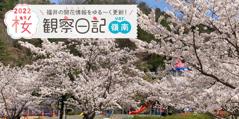 【2022年4月8日更新・嶺南編】福井県内各地の桜の開花状況をお伝えします！桜観察日記2022＜4＞