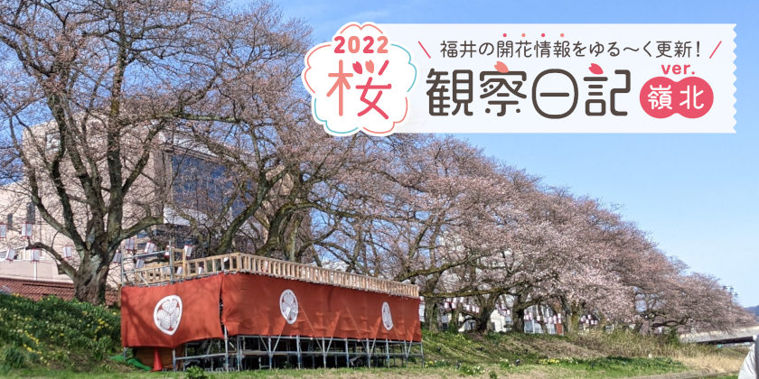 【2022年4月1日更新・嶺北編】福井県内各地の桜の開花状況をお伝えします！ 桜観察日記2022＜2＞