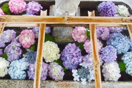 足羽神社でアジサイの花手水が満開♪ 足羽山のアジサイもそろそろ見頃ですよ！【ちょいネタ】