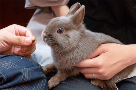 うさカフェUSANPO(ウサンポ)