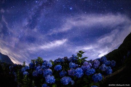 アジサイとホシゾラ！ 大野市の矢ばなの里周辺で星を見てきました！【ふくい星空写真館】