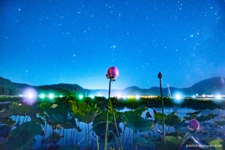 ハスと見上げる星空。南越前町の花はす公園周辺で星を見てきました！【ふくい星空写真館】
