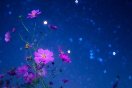 コスモス畑で星を楽しむ！ 大野市のどんグリーン広場で星を見てきました！ 【ふくい星空写真館】