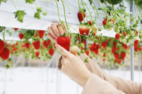 【応募受付終了】2/22(水)の「いちご狩り体験」プレイベント参加者20名募集中♪ 西武福井店で「明城ファームのいちご狩り」が始まるよ！