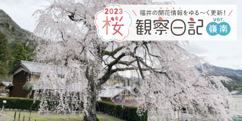 【2023年3月24日更新・嶺南編】福井県内各地の桜の開花状況をお伝えします！ 桜観察日記2023＜1＞
