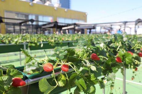 3/10(金)から西武福井店で期間限定「ふくい天空のいちご狩り」が始まってるよ！ 5月下旬まで