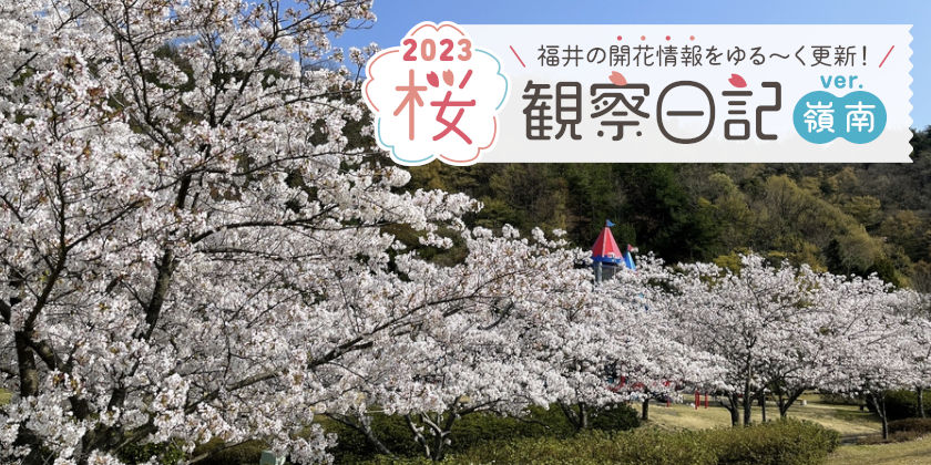【2023年3月31日更新・嶺南編】福井県内各地の桜の開花状況をお伝えします！ 桜観察日記2023＜2＞