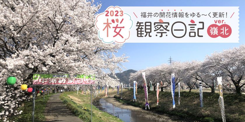 【2023年3月31日更新・嶺北編】福井県内各地の桜の開花状況をお伝えします！ ～ 桜観察日記2023 ＜3＞～