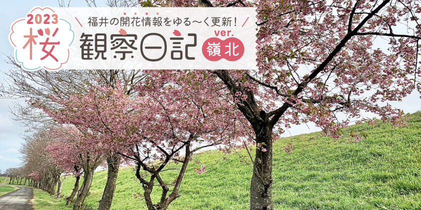 【2023年3月17日更新・嶺北編】福井県内各地の桜の開花状況をお伝えします！ ～桜観察日記2023 ＜1＞～