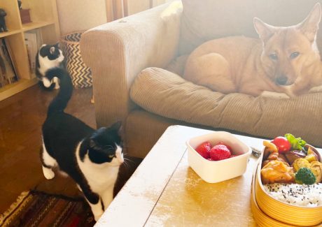 【新連載 | 犬と猫と人間（僕）の徒然なる日常。】第1話：唐揚げ弁当は、春の香り。