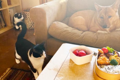 犬と猫と人間（僕）の徒然なる日常。