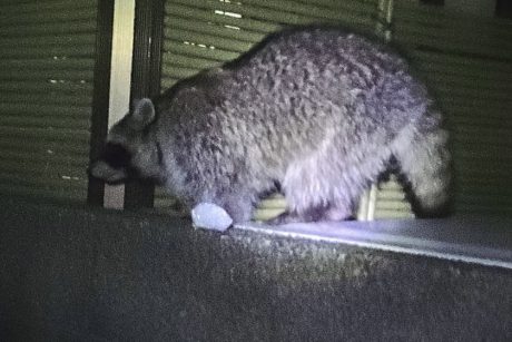福井市内でかわいすぎる野生のアライグマに遭遇！ 県内にそんなにいるの？ 福井市自然史博物館に聞いてみた