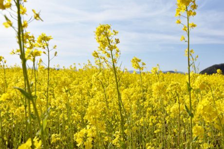 今が見ごろ！ 鯖江市のエコファーム舟枝で一面黄色の菜の花畑が広がっていたよ。