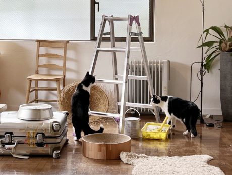 【犬と猫と人間（僕）の徒然なる日常。】第4話：猫は手を貸してくれない。