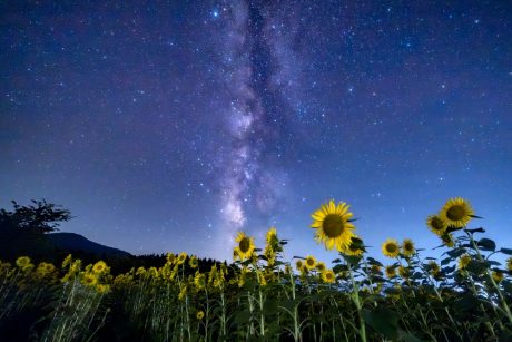 ひまわりと天の川！ 大野市のスターランドさかだにで星を見てきました！ 【ふくい星空写真館】