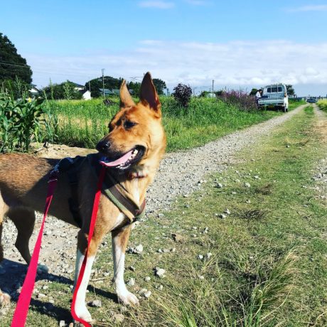 【犬と猫と人間（僕）の徒然なる日常。】第5話：夏の匂いとしょっぱいビール。