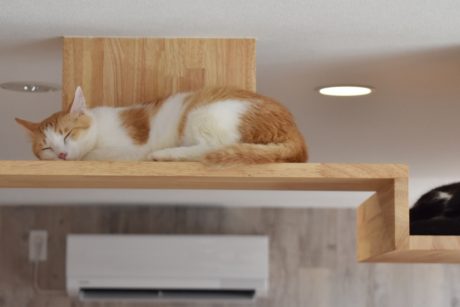 福井市の保護猫カフェ「しあわせにゃん家」がJR森田駅すぐに移転オープン！ 広さが1.8倍になってたよ。