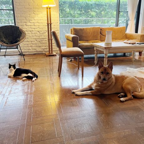 【犬と猫と人間（僕）の徒然なる日常。】第6話：ささやくように聞いてみて。