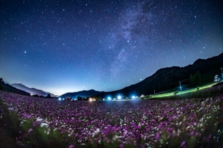 コスモス畑と沈む夏の大三角！ 勝山市野向町で星を見てきました！ 【ふくい星空写真館】