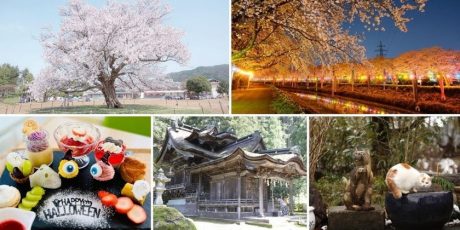 「越前和紙の里周辺エリア（桜紀行）～越前市・鯖江市・南越前町・越前町・池田町～」のフォトジェニックな“映えスポット”を巡ろう♪