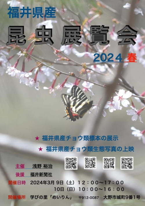 福井県産昆虫展覧会2024春 メイン画像