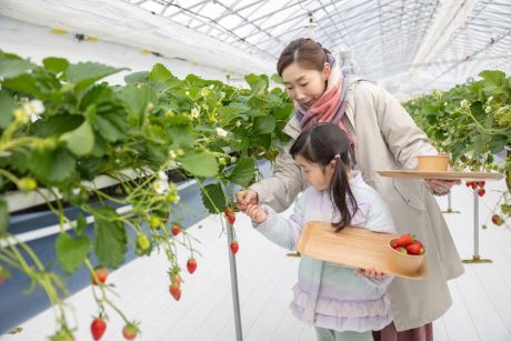 南越前町にオープンした観光農園「FRUITFUL GARDEN ひのの実」でイチゴ摘み♪ 摘み取ったイチゴではオリジナルスイーツも作れるよ。