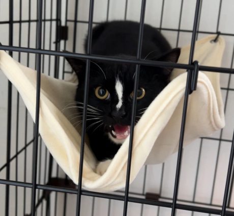 【犬と猫と人間（僕）の徒然なる日常。】第13話：彼らから教わったこと。