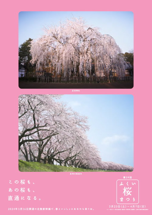 第39回 ふくい桜まつり メイン画像