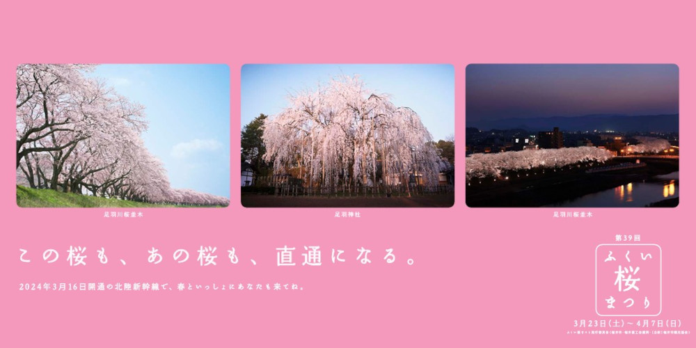 福井市で第39回ふくい桜まつりが開催！ 桜並木のライトアップやイベントも開催するよ！【3/23(土)～4/7(日)まで】