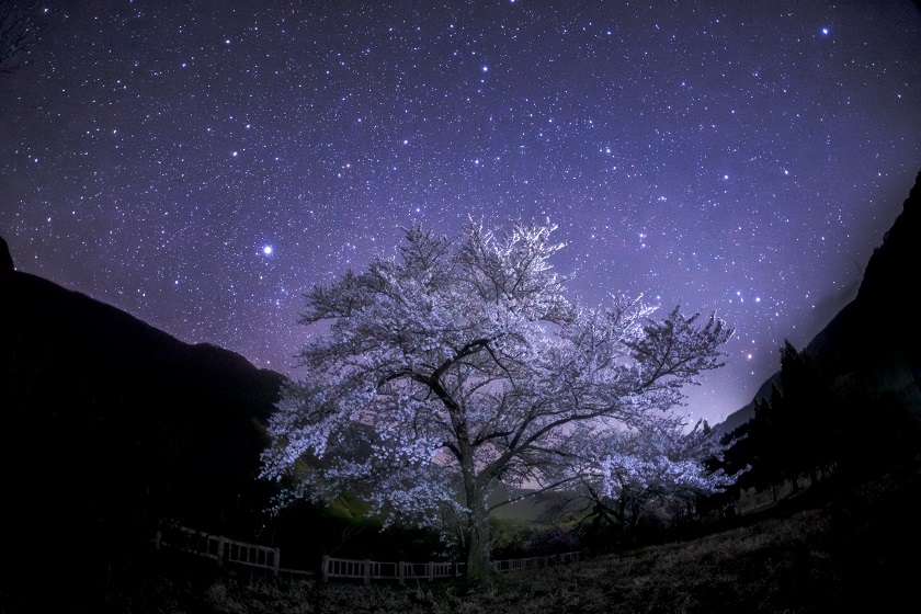 桜と星空！大野市の勝原花桃公園で星を見てきました！！【ふくい星空写真館】