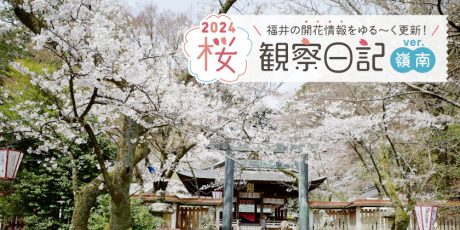 【4/5(金)最新・嶺南編】福井県内各地の桜の開花状況をお伝えします！ ～お花見情報2024～