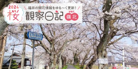 【4/5(金)最新・嶺北編】福井県内各地の桜の開花状況をお伝えします！ ～お花見情報2024～
