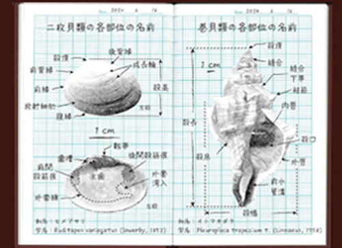 コミュラボ・コラボ「貝を観察しよう！」 メイン画像