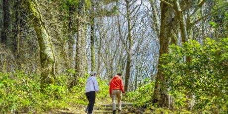 自然の中で大きく深呼吸。福井県越前市「八ッ杉千年の森」ガイドに聞く“森を楽しむ歩き方”。