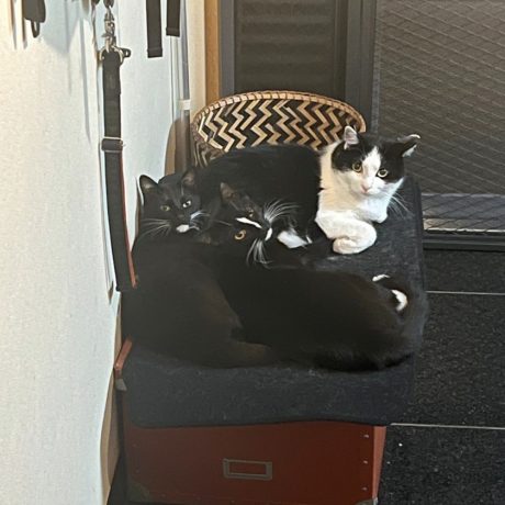 【犬と猫と人間（僕）の徒然なる日常。】第16話：深夜のコーヒーと、マインドフルネス。