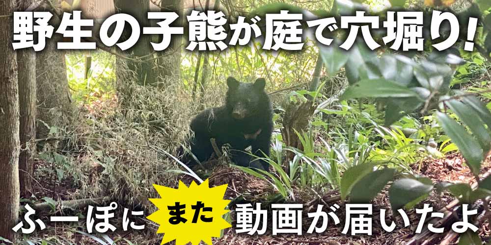 【衝撃】野生の子熊が庭で穴掘り！ 熊出没多発中の福井県で（また）動画が届いたよ【ちょいネタ】
